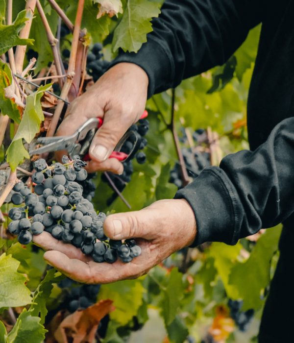 Cosecha-vendimia-