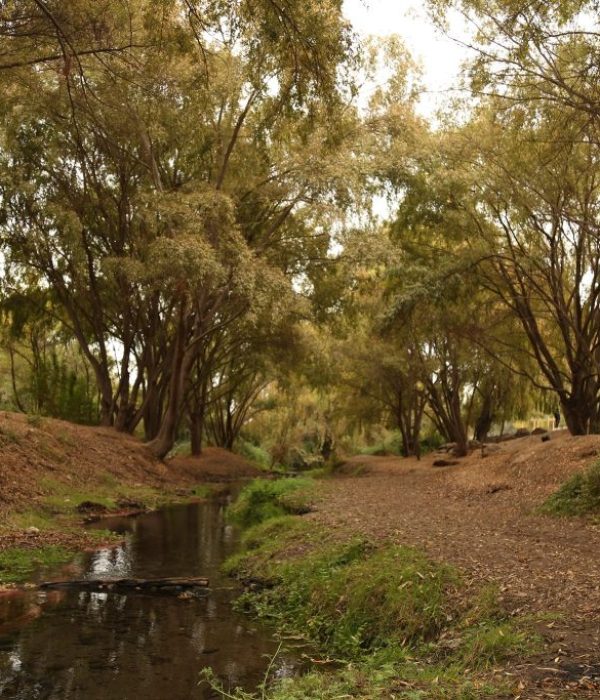 Humedal isla de maipo