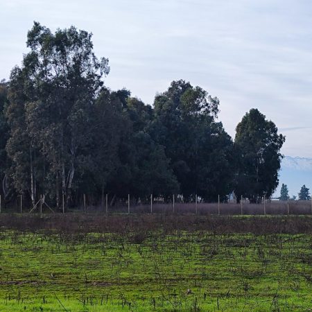 Parcela Los Maquis